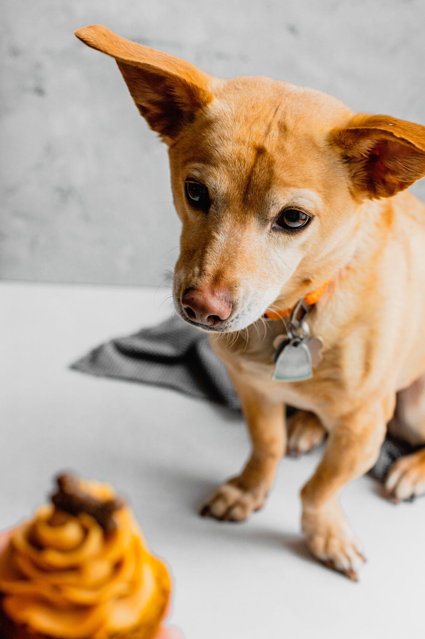 Pupcakes with Peanut Butter Frosting Midwest Nice